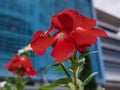 Red rose flowers green plants garden building landscape