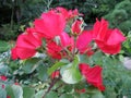 Red rose flowers on the rose bush in the garden in summer