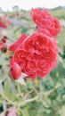 Red rose flowers in vintage style color Royalty Free Stock Photo