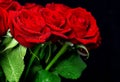 Red rose flowers with water drops over dark background Royalty Free Stock Photo