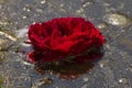 Red rose flowers in water