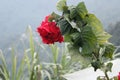 Red rose flower like leaf of tree on hilll top