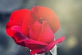 Red rose in foreground and rays of the sun in background. Soft focus Royalty Free Stock Photo