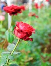 Red rose fresh in garden