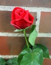 Red rose in front of brick wall