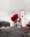 Red rose in front of the old churc Royalty Free Stock Photo