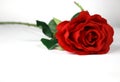 Red Rose with White Background Royalty Free Stock Photo