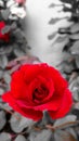 a red rose in full bloom. looks very fresh and elegant