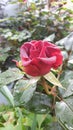 red rose full of morning dew