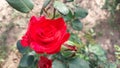 red rose fully petals spreading