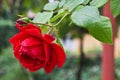 Red rose in the garden Royalty Free Stock Photo