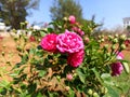 Red Rose in garden