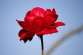 Red rose Royalty Free Stock Photo