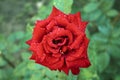 Red rose in the garden all in rain drops Royalty Free Stock Photo