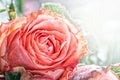 Red rose Royalty Free Stock Photo