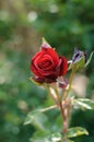 Red rose in the garden clouse up