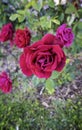 Red rose in a garden Royalty Free Stock Photo