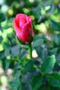 Red Rose in Garden Royalty Free Stock Photo