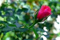 Red Rose in Garden Royalty Free Stock Photo