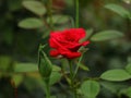 Red Rose in a garden flower photography, Symbol of love and romance
