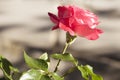 Red rose in the garden over natural Royalty Free Stock Photo