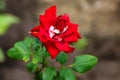 Red rose in the garden with partly withered petals close Royalty Free Stock Photo