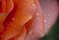 Red rose in garden rain drop Royalty Free Stock Photo