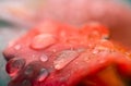 Red rose in garden rain drop Royalty Free Stock Photo