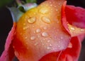 Red rose in garden rain drop Royalty Free Stock Photo