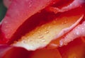 Red rose in garden rain drop Royalty Free Stock Photo