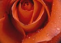 Red rose in garden rain drop Royalty Free Stock Photo