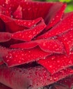 red rose in garden raindrops Royalty Free Stock Photo