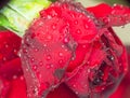 red rose in garden raindrops Royalty Free Stock Photo