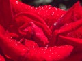 red rose in garden raindrops Royalty Free Stock Photo