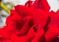 red rose in garden raindrops Royalty Free Stock Photo