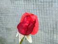 Red rose in the garden. Selective focus