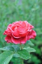 Red rose in the garden in summer