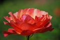 Closeup photo with red blooming rose in the garden with abstract background Royalty Free Stock Photo