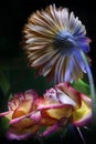 Red rose and gerbera orange painted by light and its reflections