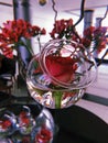 Red rose in glass. Beautiful flower in water glass Royalty Free Stock Photo