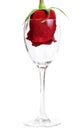 Red Rose in a glass goblet