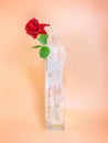 Red rose in glass vase with splashing water Royalty Free Stock Photo