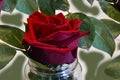 Red rose in a glass vase with water droplets on it. Closeup. Royalty Free Stock Photo