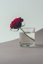 red rose in glass of water on gray surface, valentines Royalty Free Stock Photo