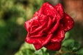 A Red Rose glistening after a rainfall