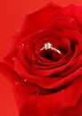 Red rose with a gold ring with a diamond Royalty Free Stock Photo