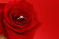 Red rose with a gold ring with a diamond Royalty Free Stock Photo