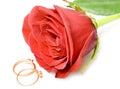 Red rose and gold wedding rings