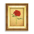 red rose on golden frame with empty grunge paper for your picture, photo, image. beautiful vintage background Royalty Free Stock Photo