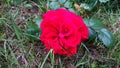 Red Rose in the grass